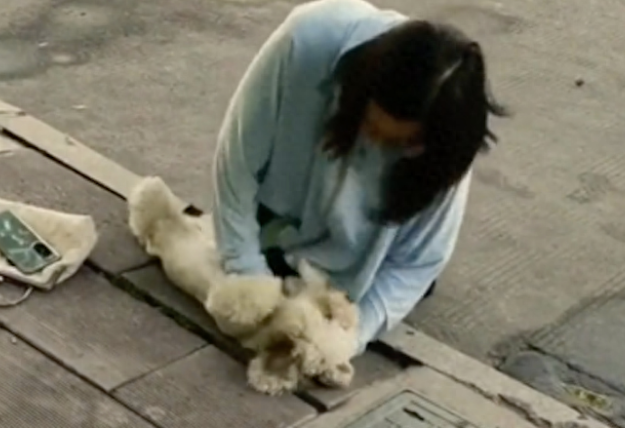 没拴绳的狗狗出了车祸,主人哭着给它做心肺复苏,还做人工呼吸!