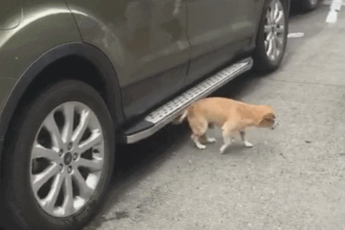狗狗跑进底盘,本认为要挠痒痒,結果天马行空的伸出车!