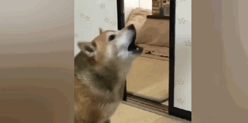 最霸气的柴犬，一旦饿了就叼着饭碗出来，摔到主人面前要求盛饭