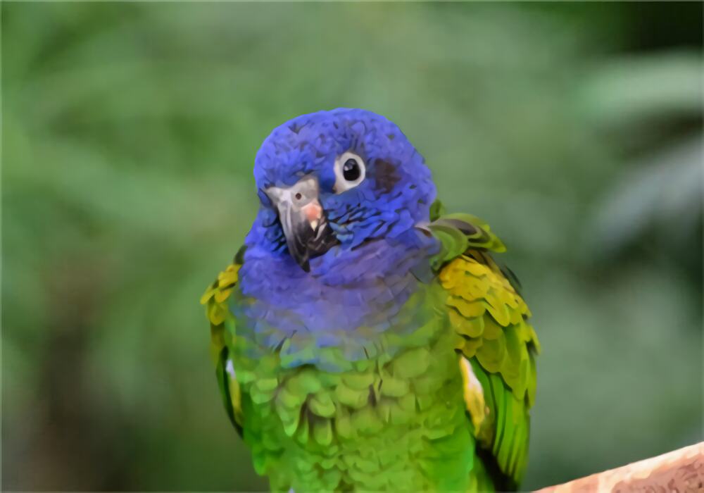 蓝头鹦哥身份信息