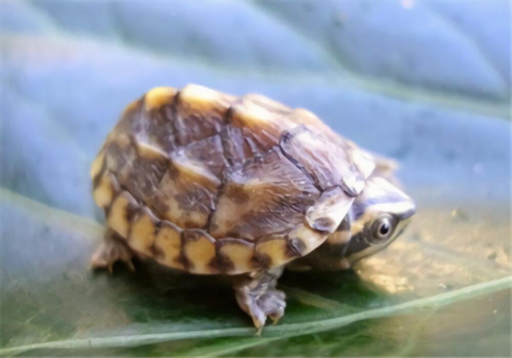 三弦巨型鹰嘴泥龟身份信息