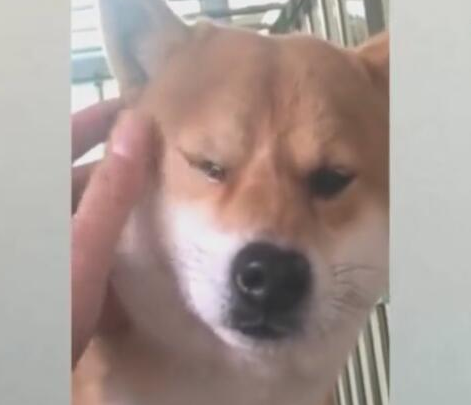小狗被骂到流泪,主人立刻变为宽慰,不断帮抹泪水!