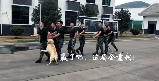 兵哥哥在拔河,狗狗也来帮忙,这样的胜利算不算作弊?