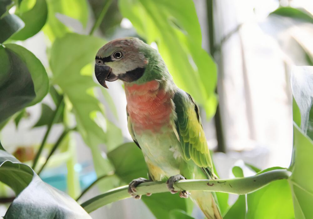 小绯胸鹦鹉身份信息