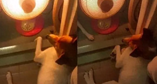 主人怕冷搬暖炉进厕所,结果眼前突然冒出了俩“狗头”!