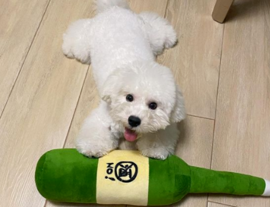 比熊犬劈叉姿势,标准到让网友怀疑有问题,看兽医发现别的问题却笑喷!