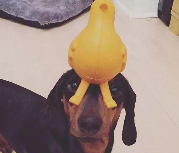 狗狗意外学会了顶球，于是主人让它顶别的东西，狗：这谁顶得住啊