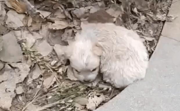 漂亮小奶狗躺路边,再见时狗狗已经在垃圾堆