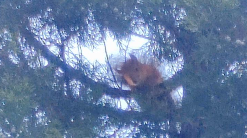 寻宠行业调查：找猫找狗近10年，发现还是人最难找