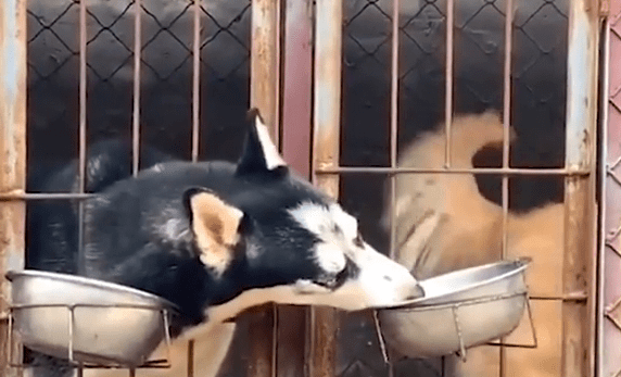 技巧熟练！二哈隔笼抢金毛犬粮，网民：这二哈不纯