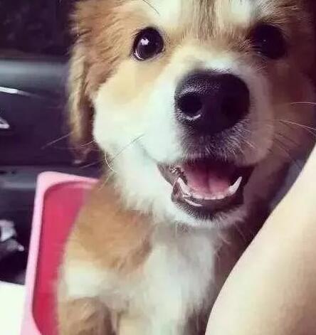 养什么名贵犬,来只本土的田园,牵出去一样让你成为焦点