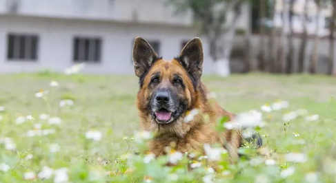 军犬“憨豆”,已在边防巡逻三千公里