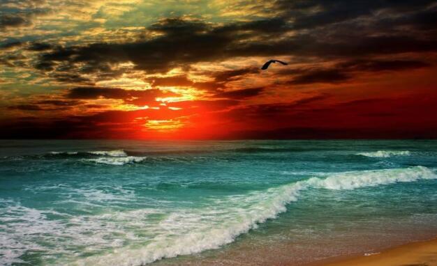 狗狗帮主人拆包裹发现里面都是书，结果特兴奋地上去把书撕个稀碎