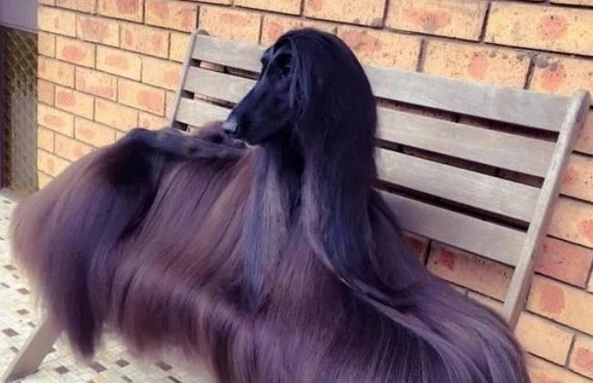 世界最美的狗狗,长相酷似“夜华君”,配一次种可以买一辆汽车