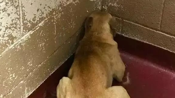 狗狗被虐待一整年,邻居报警后被救下,它到底经历了什么?