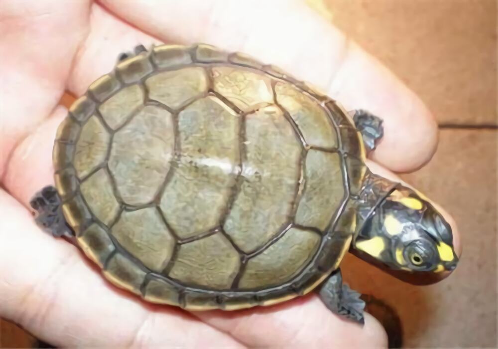 黄头侧颈龟身份信息