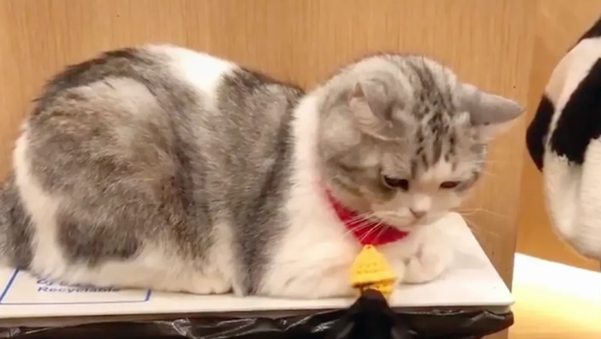 狗狗拉扯猫咪心爱的小铃铛,再好脾气的猫咪也是忍不住的