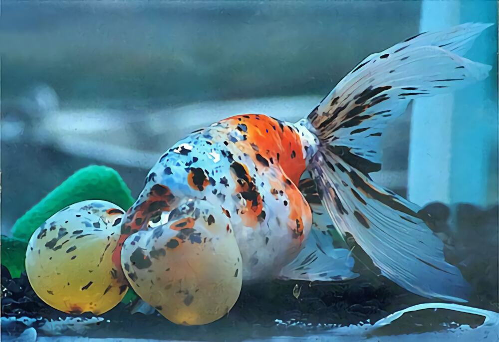 花水泡身份信息