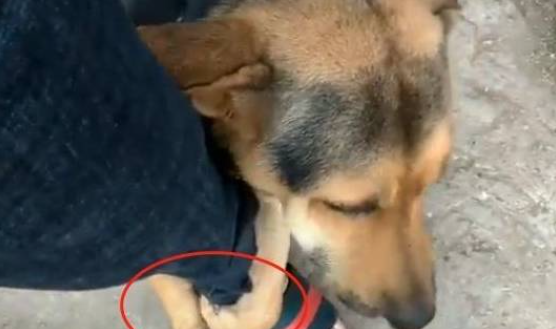 被收养的流浪犬,接下来的举动让人心疼,狗狗:别再丢下我了