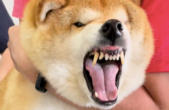 给狗狗打疫苗,隔着屏幕都听到了它的鸣叫声,狗:剑齿虎天下无敌!