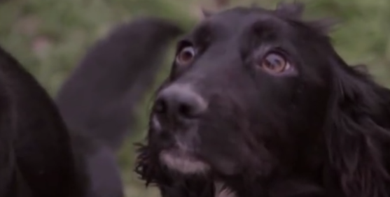 最新研究报道：狗狗能闻出血液中的癌症 并且准确率达到96.7%