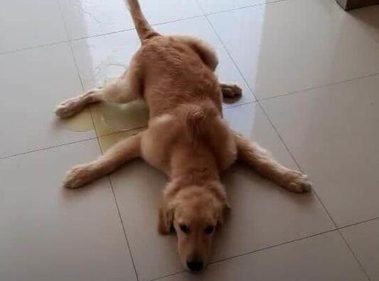 小狗狗被打扮成公主，乖乖躺在萌窝里，心已经被狗萌化！