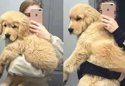 养大型犬的铲屎官留意了,狗狗儿时别看它萌就总抱,会出人命的
