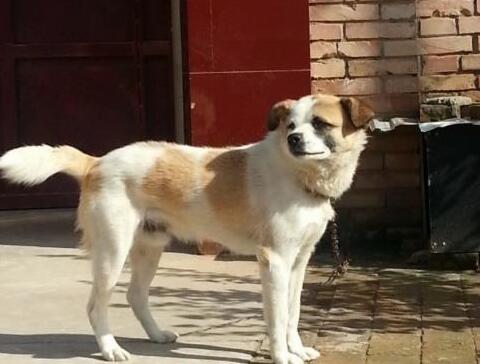 中华田园犬那么优秀,养的人依旧不多