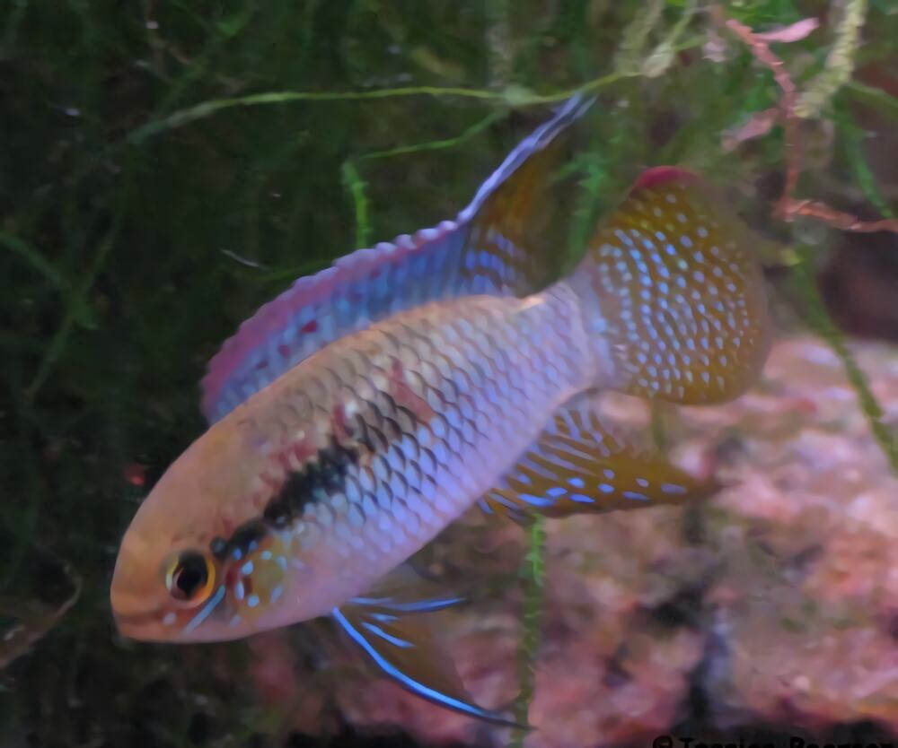 红鳃皇冠身份信息