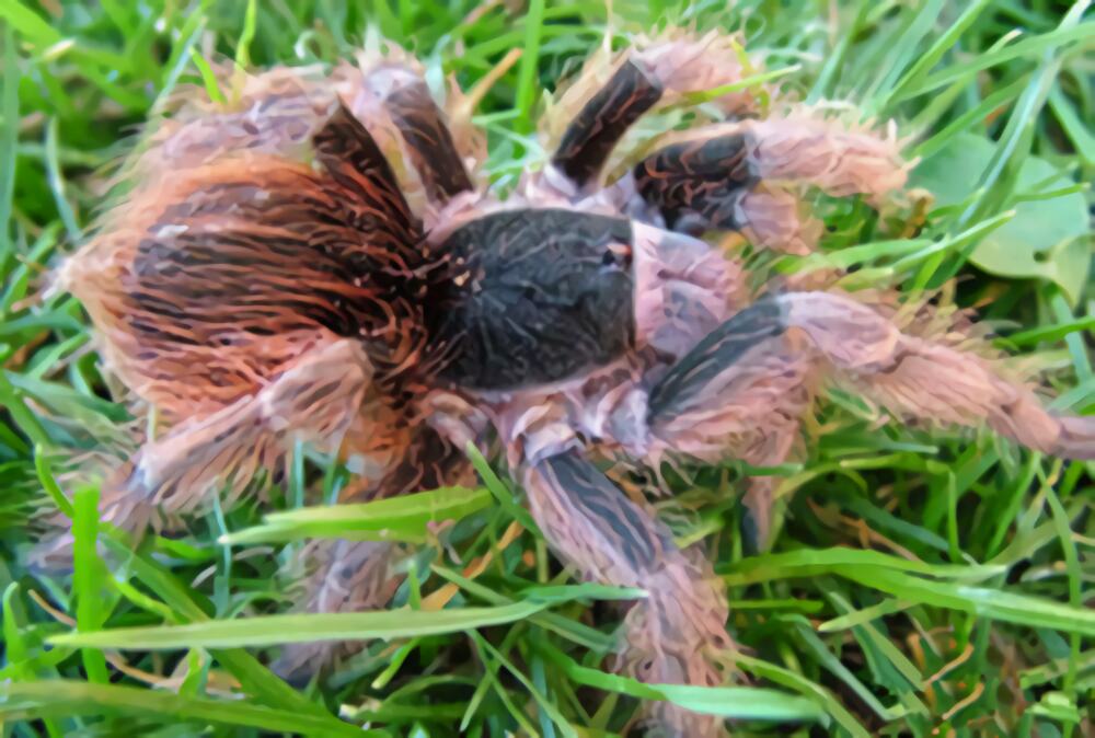 巴西橙间食鸟身份信息