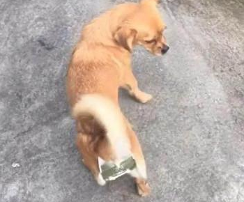 担心狗狗随意怀孕,又不可以圈在家里,主人心血来潮作出奇怪的事