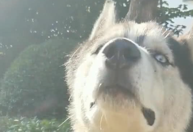 哈士奇被送至乡村当看门犬,三个月后,主人家再见了时禁不住高声痛哭流涕