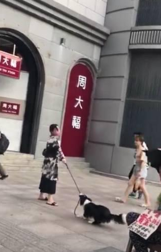 老婆要去购物小狗拼了命阻止:你丈夫嘱咐了不能让你胡乱花钱!