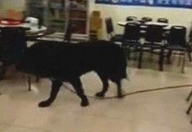 獒犬扯断绳溜出门 在热炒店逛大街吓得客人都不敢动