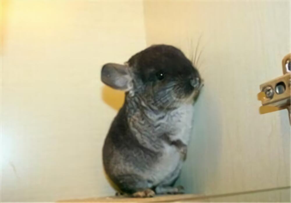 丝绒黑龙猫身份信息