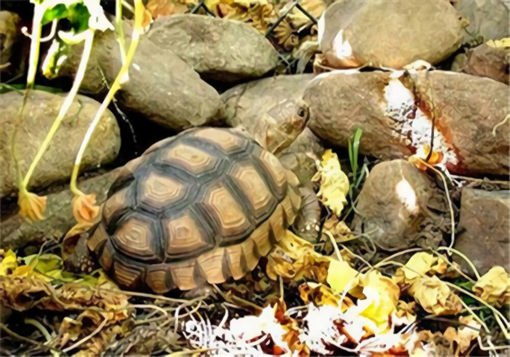 阿根廷象龟身份信息