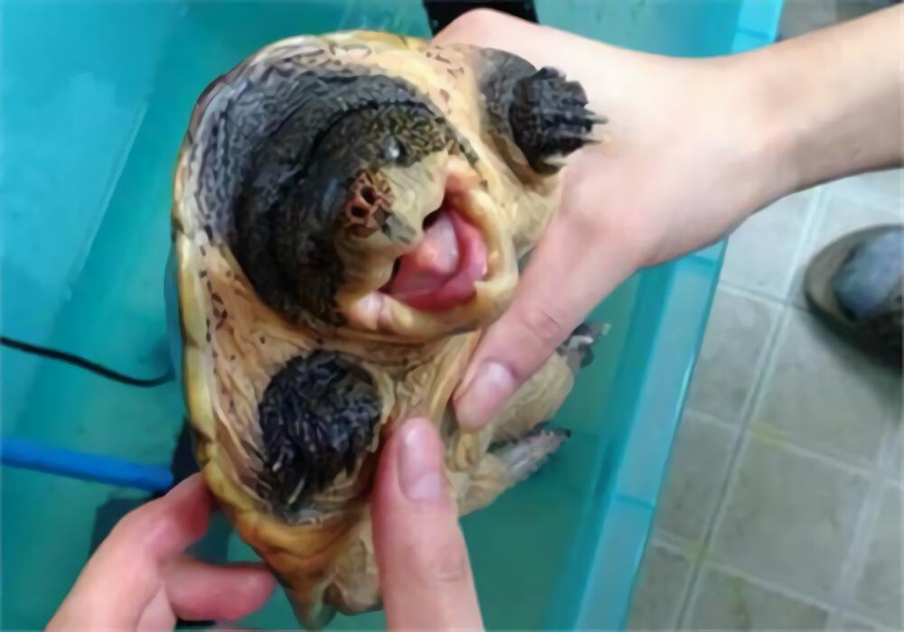 巨型麝香龟身份信息