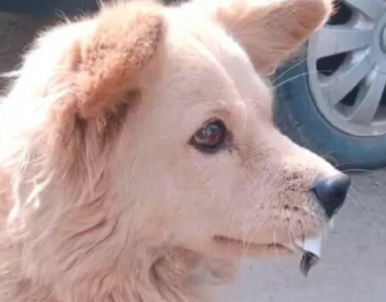 流浪狗经常出入商场,老总却笑脸相迎,小狗实际操作成精了