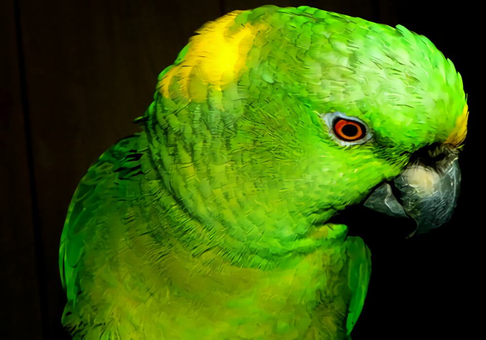 黄颈亚马逊鹦鹉身份信息