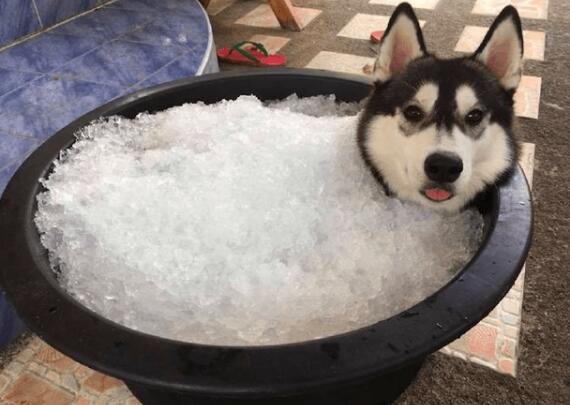 为给雪橇犬降温,主人给它准备了一大缸冰块,狗:仿佛回到了老家
