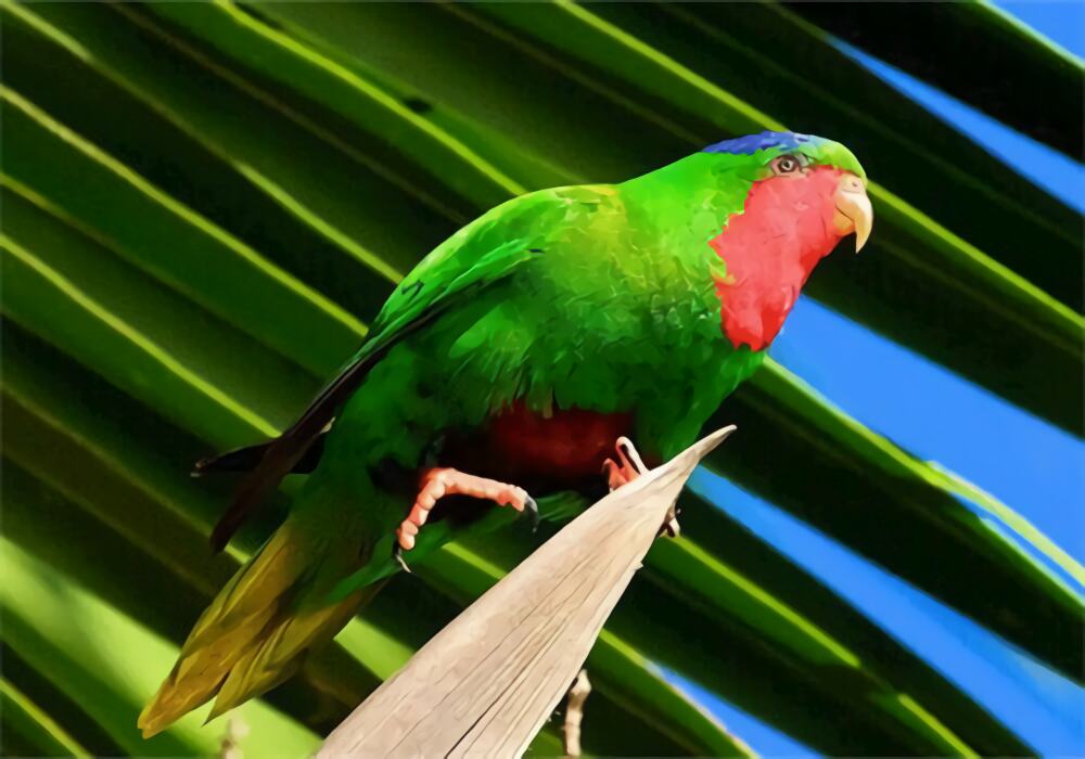 蓝冠吸蜜鹦鹉身份信息