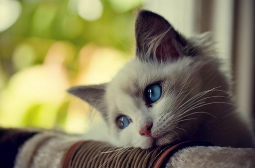 猫咪去喝了狗碗里的水,没想到喝了一口就全吐了出来,嫌弃狗味?