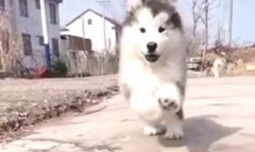 狗狗为接主人回家，一路高兴狂奔，下面这幕却把人笑坏掉！