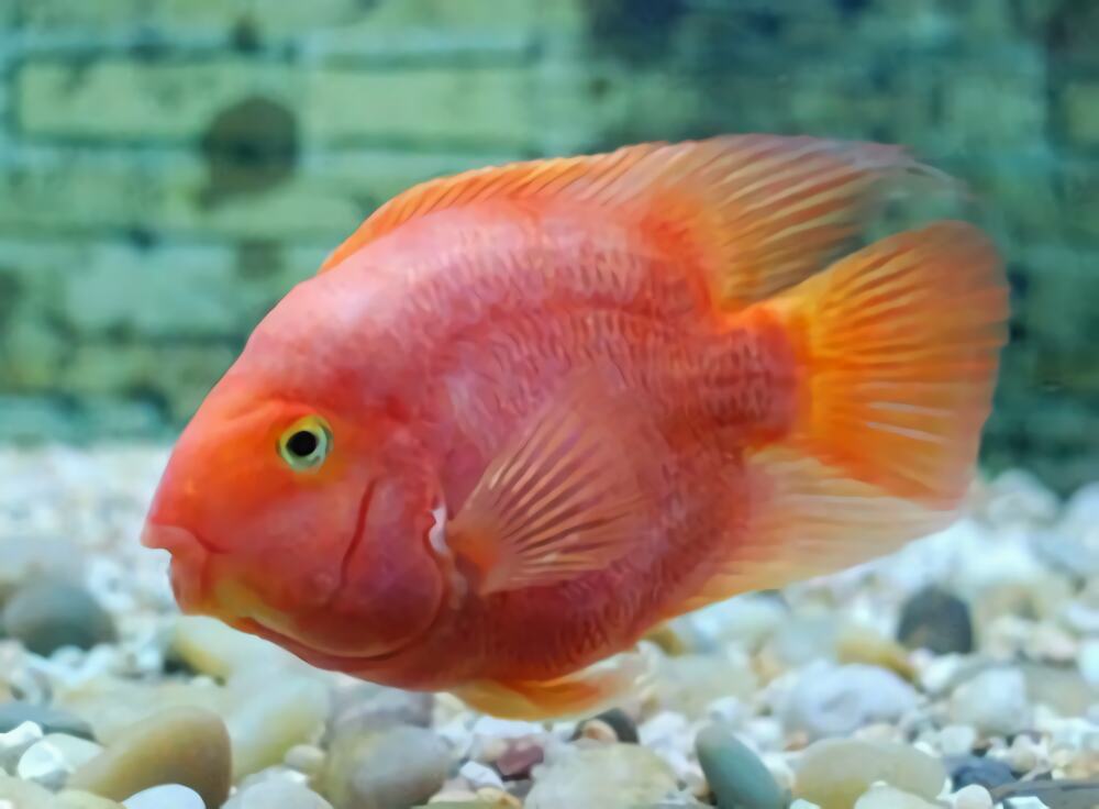 鹦鹉鱼身份信息