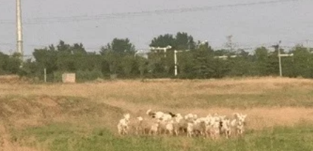 牧羊犬咬住老羊脖子,拖到主人面前,得知原因后主人哈哈大笑
