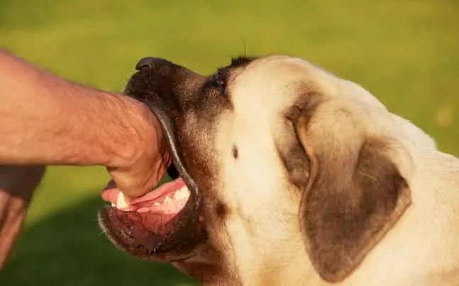 狂犬病为何致死率高达100%现代医学这么发达,如何对抗狂犬病?