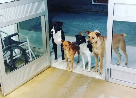 4只流浪狗追随流浪汉一起生活,流浪汉得病时,他们便在大门口等候