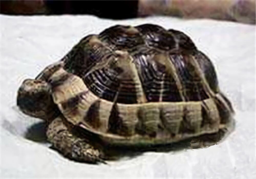 西部赫曼陆龟身份信息