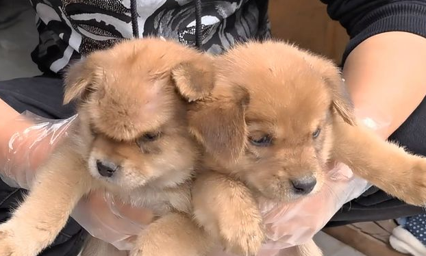 小狗起了个包，救它时，才发现头上有2个洞