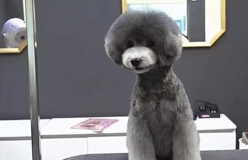 带毛发杂乱的流浪狗修剪造型，看到狗狗的真面目后，铲屎官愣住了